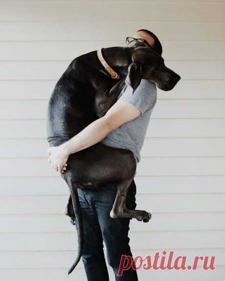 26 «обнимашек» от собак, которые сделают вас счастливее | ТАЙНЫ ПЛАНЕТЫ ЗЕМЛЯ