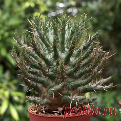 Euphorbia decepta