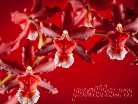 Орхидея: значение цветка, что символизирует, кому дарить