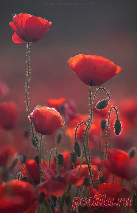 Red Spring (III) by Camilo Margelí / 500px