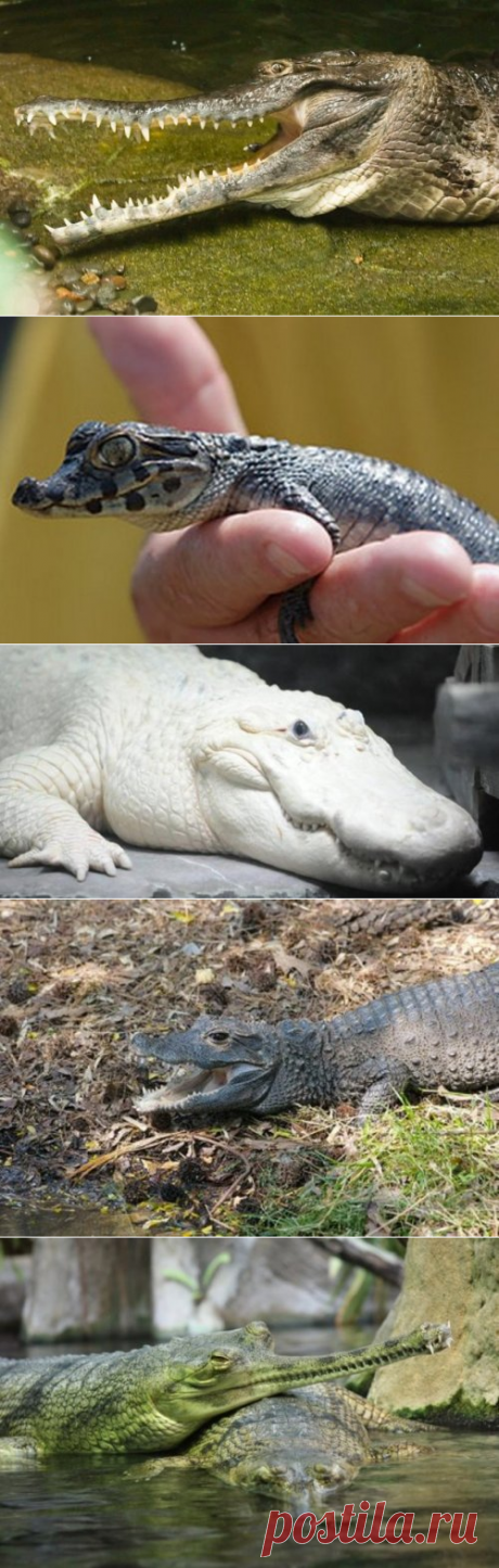 Топ 10: Редкие или необычные крокодилы и аллигаторы