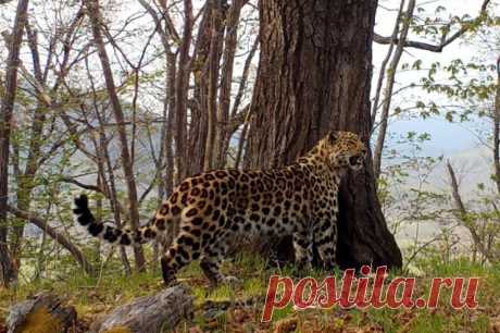 На Ставрополье леопард атаковал хозяина и сбежал из вольера. Животное нашли и застрелили для безопасности местных жителей.