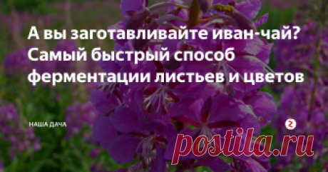 А вы заготавливайте иван-чай? Самый быстрый способ ферментации листьев и цветов Кипрей, иван-чай, копорский чай – названий у напитка много, действие одно – лечебное. Иван-чай полезен при избытке холестерина в крови, он очень показан людям преклонного возраста – как мужчин, так и женщин. Копорский чай не содержит кофеина, зато имеет в арсенале ряд других полезных веществ – улучшает работу желудочно-кишечного тракта, повышает жизненный тонус. При всем этом иван-чай очень вкусен