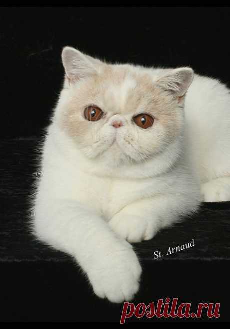 cat-breeds - E - Exotic Shorthair - Page 1