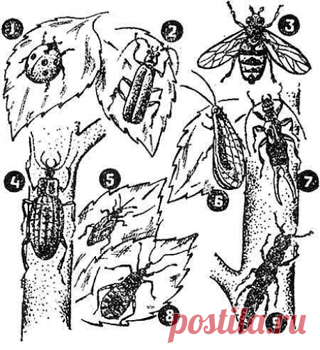 Какие насекомые полезны в саду, виды | ВСЁ ДЛЯ ДОМА