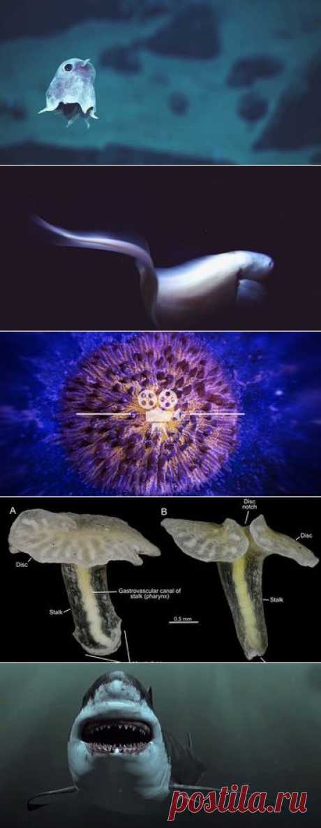Неизвестные глубоководные существа впервые засняты на видео / Новости / Моя Планета