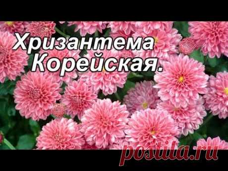 Хризантема корейская Посадка и уход