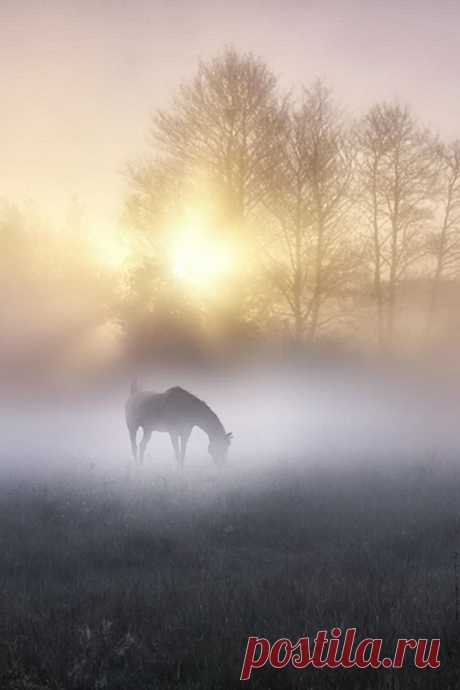 Misty sunrise | Sunrise ☼ Sunset