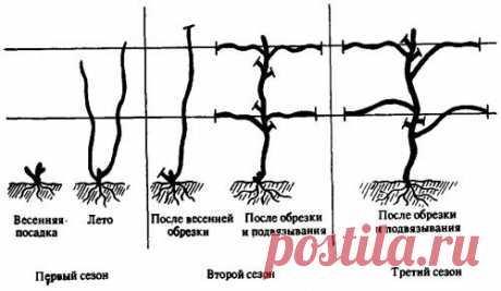 Обрезка винограда для начинающих – простым языком о сложном + Видео