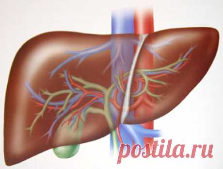 ЛЕЧЕНИЕ ПЕЧЕНИ И ЖЕЛЧНОГО ПУЗЫРЯ НАРОДНЫМИ СРЕДСТВАМИ. LiveInternet - Российский Сервис Онлайн-Дневников