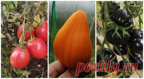 Томаты-самоцветы, или какие сорта необычных томатов я выбрала и не ошиблась на Supersadovnik.ru