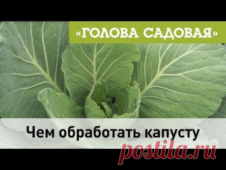 Голова садовая - Чем обработать капусту