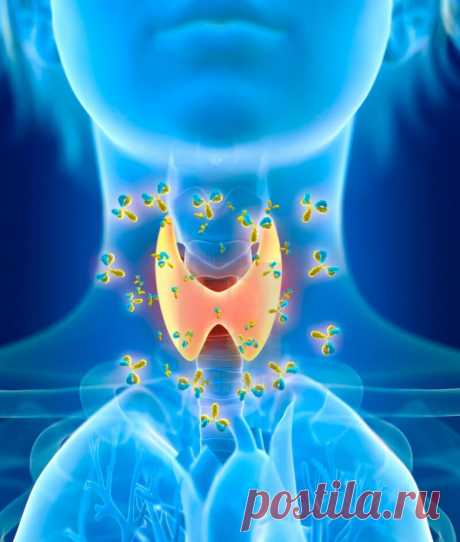 8 золотых правил для здоровья щитовидной железы - Народная медицина - медиаплатформа МирТесен