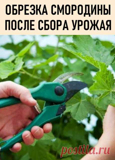 Как ухаживать за смородиной после сбора урожая: чем подкормить, как правильно обрезать