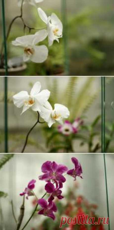 Томское царство тропических растений: в Сибирском ботаническом саду орхидеи цветут круглый год.