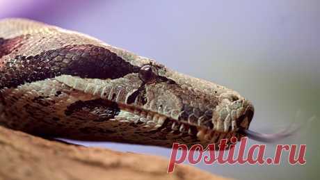 Терапевт объяснил, как вести себя при встрече со змеей на природе | 14 мая 2023 - Новости Mail.ru