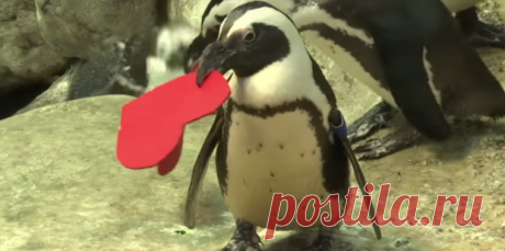 Очковым пингвинам в Калифорнии подарили валентинки из войлока. С их помощью птицы украшают гнезда, привлекая самок #Видео