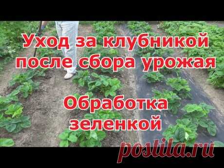 Уход за клубникой после сбора урожая  Обрезка, удаление усов,рыхление,подкормка,обработка зеленкой