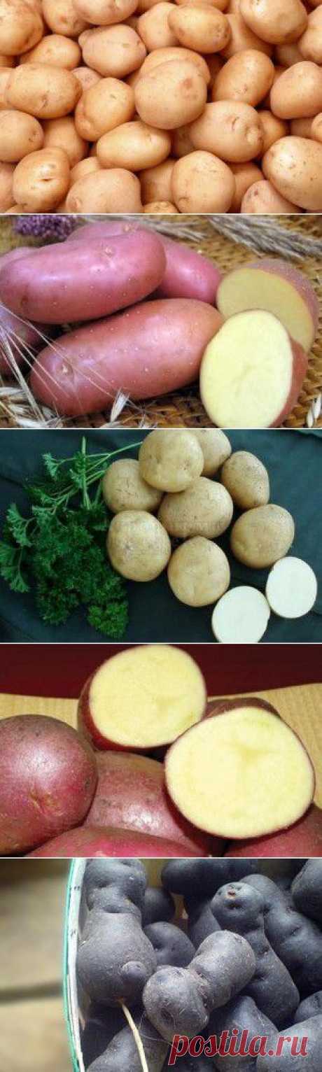 Сорта картофеля: фото, описания