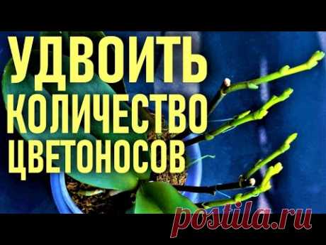 НАПИТОК ФАРАОНОВ ДЛЯ ОРХИДЕЙ! 250 МЛ, ЧТОБЫ УДВОИТЬ КОЛИЧЕСТВО ЦВЕТОНОСОВ И ВЫМАНИТЬ УЙМУ КОРНЕЙ!