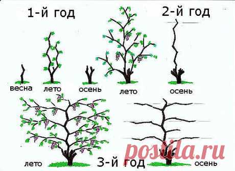 КАК ОБРЕЗАТЬ ВИНОГРАД ОСЕНЬЮ И НЕ СОВЕРШИТЬ РЯД ОШИБОК