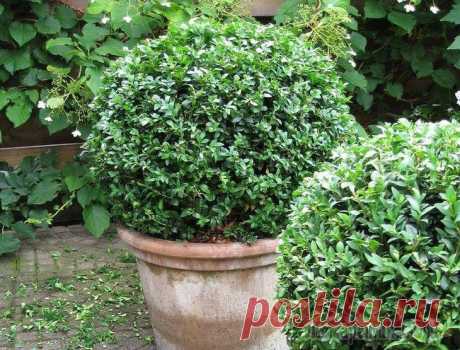 Самшит на даче: все этапы выращивания Самшит (Buxus) – вечнозеленое кустарниковое растение или дерево из семейства Самшитовых, отличающееся медленным ростом и распространенное в природе Восточной Азии, Средиземноморья и Вест-Индии. Эту др...