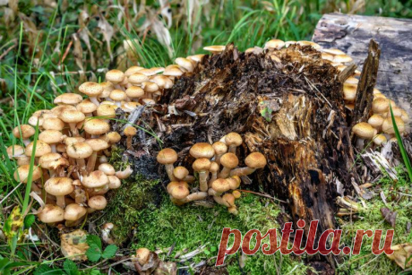 Как не ошибиться в грибах: съедобные виды опят
Опытные грибники считают большой удачей найти во время «грибной охоты» дерево или...
Читай дальше на сайте. Жми подробнее ➡