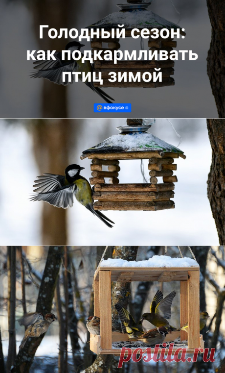 2023-ГОЛОДНЫЙ СЕЗОН: как подкармливать птиц зимой | 12 ноября 2023 - ВФокусе Mail.ru
