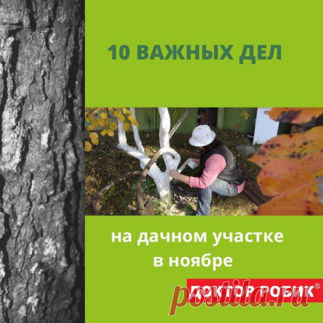 10 важных дел на дачном участке в ноябре | Доктор Робик | Дзен