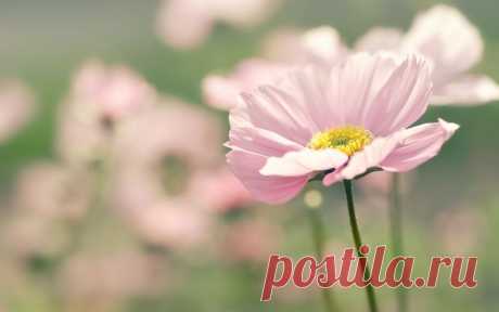 preview Pink Flower Wallpaper Download