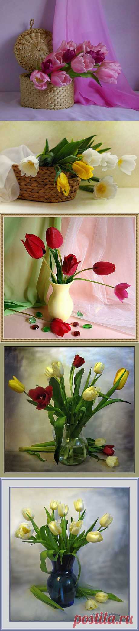 Натюрморты Тюльпаны, тюльпаны. 
Голландское солнце цветет на столе. 
Душа пробудилась, согрета. 
Тюльпаны… Тюльпаны в моем хрустале. 
Мелодия желтого света.