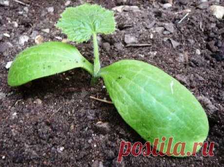 (+1) тема - Посадка кабачков на рассаду: когда сажать кабачки, как выращивать из семян | 6 соток