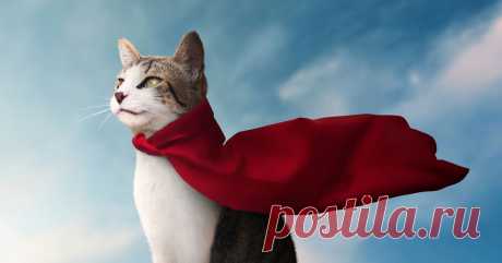 10 героических кошек, спасавших жизнь Кошки могут быть ленивыми мурлыками, а могут — настоящими супергероями, достойными Голливуда!