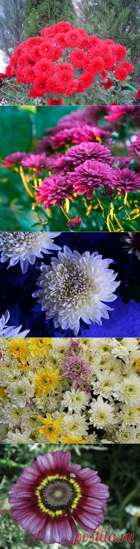 Цветы хризантемы, герберы (61 фото) картинки, видео