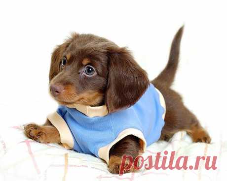 Dachshund Puppy Wearing a Sweater