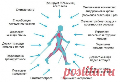 СКАНДИНАВСКАЯ ХОДЬБА