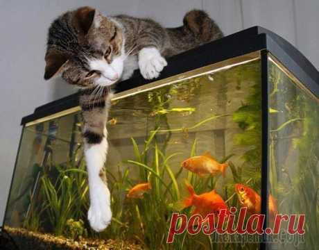 Коты и аквариум