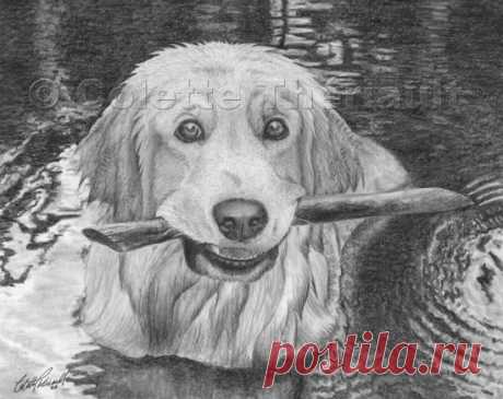 Золотистый ретривер собака карандашный рисунок портрет-портреты домашних животных рисунок на заказ графитовый карандаш портреты домашних животных-памятный подарок питомцу