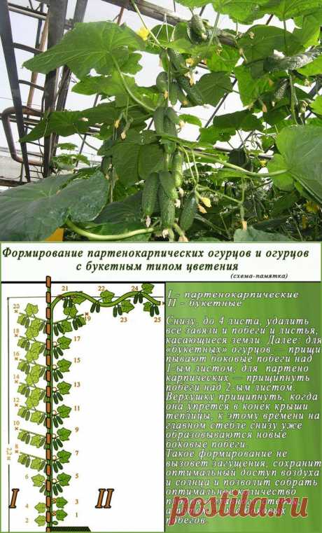 Gardening | Огурцы. Выращивание огурцов в теплице: как получить хороший урожай