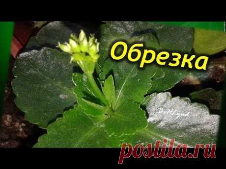 Как правильно обрезать каланхоэ? Когда и зачем нужно обрезать растение!