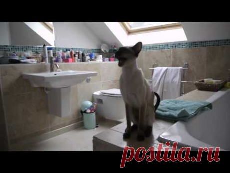 Сиамские кошки такие приставучие... / Видеохит - лучшее видео интернета