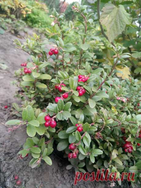 Брусника обыкновенная (Vaccinium vitis-idaea)