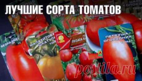 Лучшие сорта помидор с фото и описанием 60 сортов.