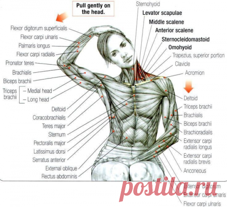9 УПРАЖНЕНИЙ ИЗ ВОСТОЧНОЙ МЕДИЦИНЫ ДЛЯ СНЯТИЯ БОЛИ В ШЕЕ. Практически каждый, кто проводит много времени на работе в одном и том же положении, сидя за компьютером, испытывает дискомфорт в области шеи – неприятное похрустывание, боль, иногда небольшое жжение…
