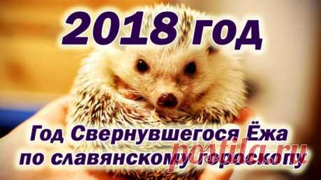 2018год - год Свернувшегося ежа