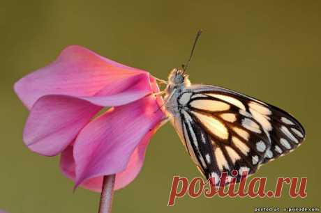 Бабочка адмирал фото - Бабочки картинки - Фото мир природы