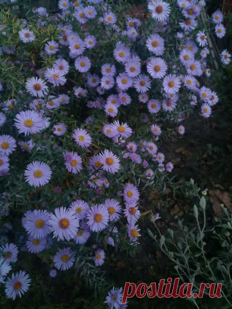 Астра новоанглийская сиреневая (Aster novae-angliae)