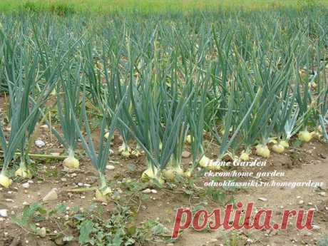 Home garden|Сад, огород, растения дома