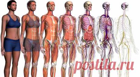 Анатомия человека: строение тела, физические особенности