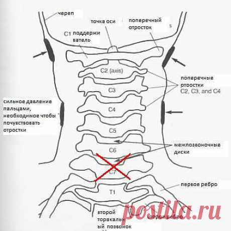 Упражнения для позвоночника. комплекс. упражнения. картинки.